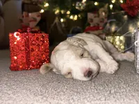 Frosty, a male Poodle - Miniature  for sale in Charlotte, NC – Photo 5 of 7
