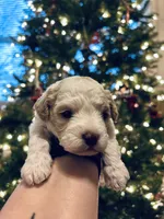 Frosty, a male Poodle - Miniature  for sale in Charlotte, NC – Photo 1 of 7
