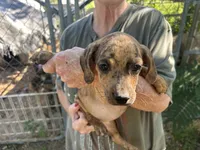 Coco, a male French Bulldog and Miniature Dachshund for sale in Charlotte, NC – 1 of 4