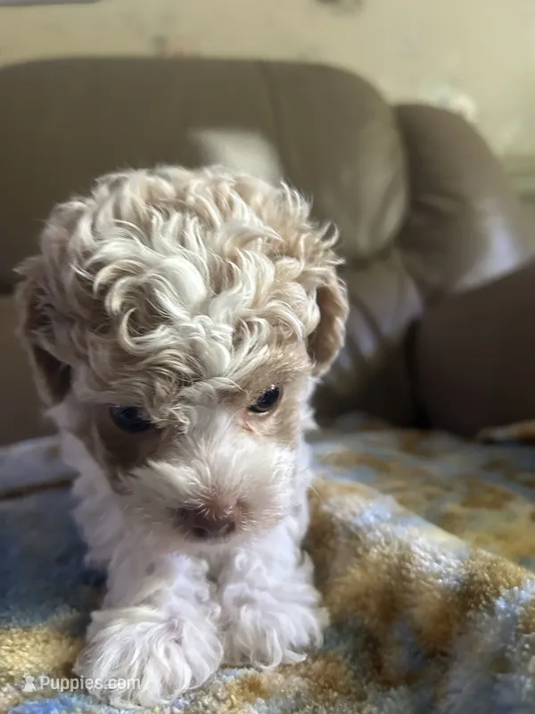 Luckily  – Poodle - Miniature  puppy for sale in Charlotte, NC