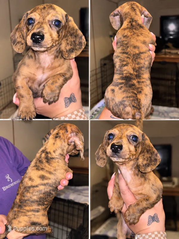 Becky – Miniature Dachshund puppy for sale in Locust, NC