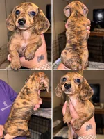 Becky, a female Miniature Dachshund for sale in Locust, NC – 1 of 5