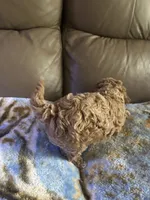 Buffie, a female Poodle - Miniature  for sale in Charlotte, NC – 3 of 8