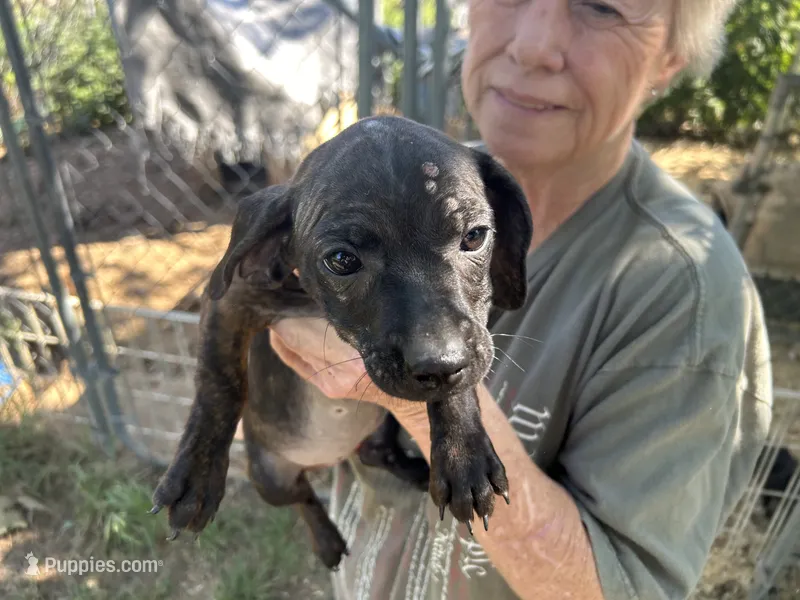 Cece – French Bulldog, Miniature Dachshund puppy for sale in Charlotte, NC
