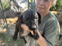 Cece, a female French Bulldog and Miniature Dachshund for sale in Charlotte, NC – 1 of 3