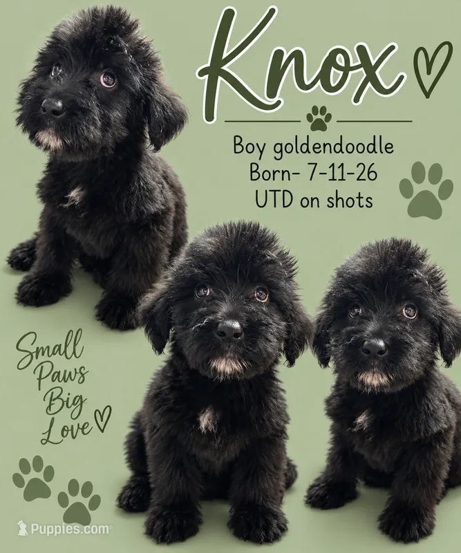 Knox  – Goldendoodle puppy for sale in Locust, NC