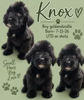 Knox , a male Goldendoodle for sale in Locust, NC – 1 of 1