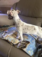 Fizzy, a female Rat Terrier for sale in Charlotte, NC – 6 of 10