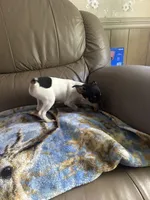 Pookie , a female Rat Terrier for sale in Charlotte, NC – 4 of 7