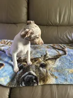 Fizzy, a female Rat Terrier for sale in Charlotte, NC – 2 of 10