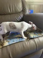 Fizzy, a female Rat Terrier for sale in Charlotte, NC – 7 of 10