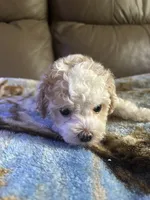 Angel, a female Poodle - Miniature  for sale in Charlotte, NC – 6 of 8