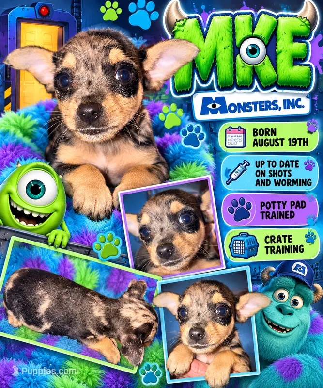 Mike – Rat Terrier, Yorkshire Terrier puppy for sale in Locust, NC