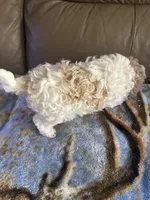 Angel, a female Poodle - Miniature  for sale in Charlotte, NC – 7 of 8
