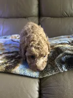 Boyd, a male Poodle - Miniature  for sale in Charlotte, NC – 6 of 7