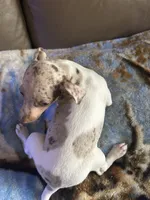 Fizzy, a female Rat Terrier for sale in Charlotte, NC – 9 of 10