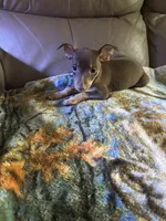 Cocos, a male Rat Terrier for sale in Charlotte, NC – 9 of 9