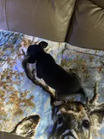 Sweetie , a female Rat Terrier for sale in Charlotte, NC – 7 of 7