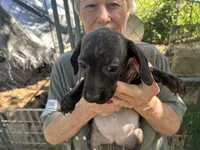 Cece, a female French Bulldog and Miniature Dachshund for sale in Charlotte, NC – 5 of 5