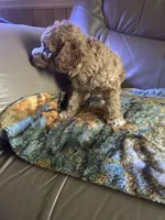 Boyd, a male Poodle - Miniature  for sale in Charlotte, NC – 4 of 7