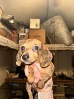 Becky, a female Miniature Dachshund for sale in Locust, NC – 4 of 5