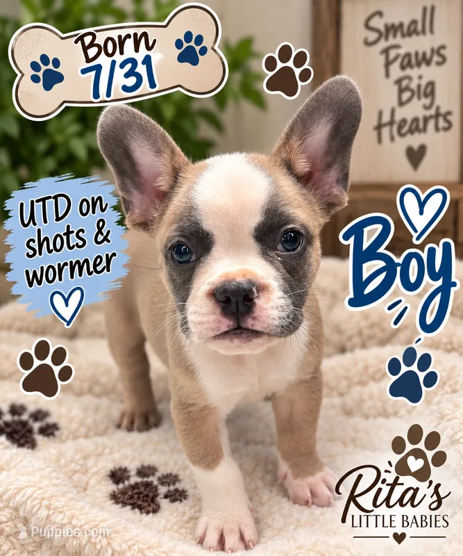 Boyd  – French Bulldog puppy for sale in Locust, NC