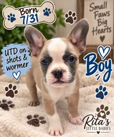 Boyd , a male French Bulldog for sale in Locust, NC – 1 of 1