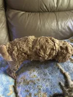 Buffie, a female Poodle - Miniature  for sale in Charlotte, NC – 6 of 8
