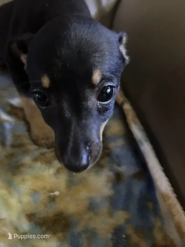 Sweetie  – Rat Terrier puppy for sale in Charlotte, NC