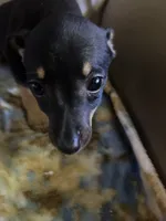 Sweetie , a female Rat Terrier for sale in Charlotte, NC – 1 of 7