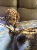 Buffie, a female Poodle - Miniature  for sale in Charlotte, NC – 1 of 8
