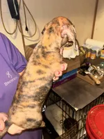 Becky, a female Miniature Dachshund for sale in Locust, NC – 5 of 5