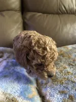 Buffie, a female Poodle - Miniature  for sale in Charlotte, NC – 7 of 8