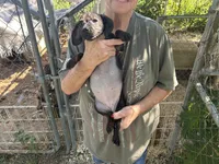 Cece, a female French Bulldog and Miniature Dachshund for sale in Charlotte, NC – 3 of 3