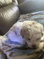 Angel, a female Poodle - Miniature  for sale in Charlotte, NC – 5 of 8
