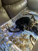 Sweetie , a female Rat Terrier for sale in Charlotte, NC – 4 of 7