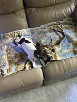 Pookie , a female Rat Terrier for sale in Charlotte, NC – 3 of 7