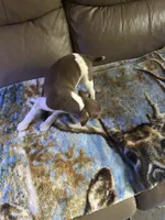Tusco, a male Rat Terrier for sale in Charlotte, NC – 7 of 7
