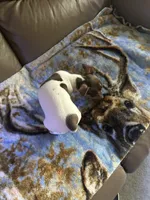 Lacey, a female Rat Terrier for sale in Charlotte, NC – 4 of 7