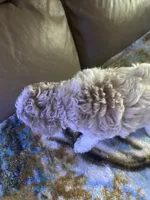 Luckily , a male Poodle - Miniature  for sale in Charlotte, NC – 2 of 8
