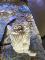 Luckily , a male Poodle - Miniature  for sale in Charlotte, NC – 5 of 8
