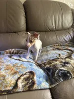 Micey, a female Rat Terrier for sale in Charlotte, NC – 2 of 8
