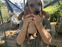 Wewe, a male French Bulldog and Miniature Dachshund for sale in Charlotte, NC – 2 of 4