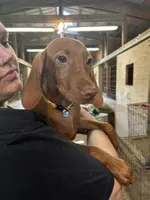 Yellow collar, a female Vizsla for sale in Charlotte, NC – Photo 2 of 2