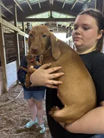 Yellow collar, a female Vizsla for sale in Charlotte, NC – Photo 1 of 2
