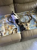 Pookie , a female Rat Terrier for sale in Charlotte, NC – 6 of 7