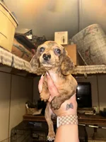 Becky, a female Miniature Dachshund for sale in Locust, NC – 2 of 5