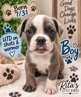 Floyd, a male French Bulldog for sale in Locust, NC – 1 of 1