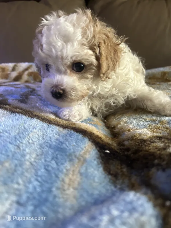 Angel – Poodle - Miniature  puppy for sale in Charlotte, NC