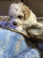 Angel, a female Poodle - Miniature  for sale in Charlotte, NC – 1 of 8
